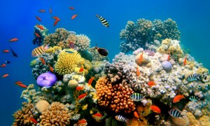 Coral_Reef_Dying